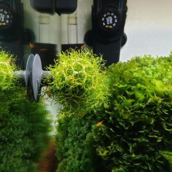 shrimp football (mini size)